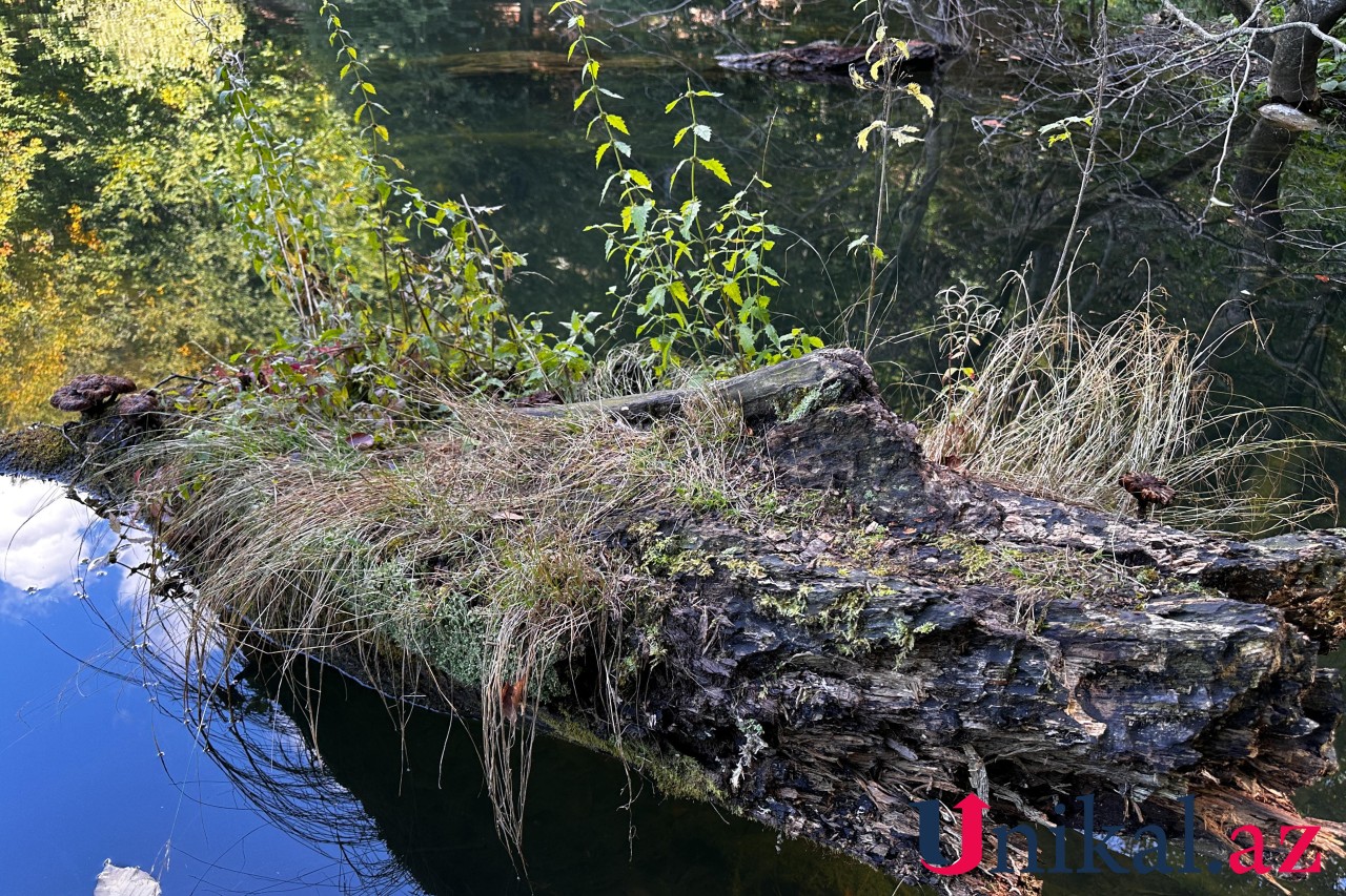 Adı "qara", özü cənnət - FOTOLAR